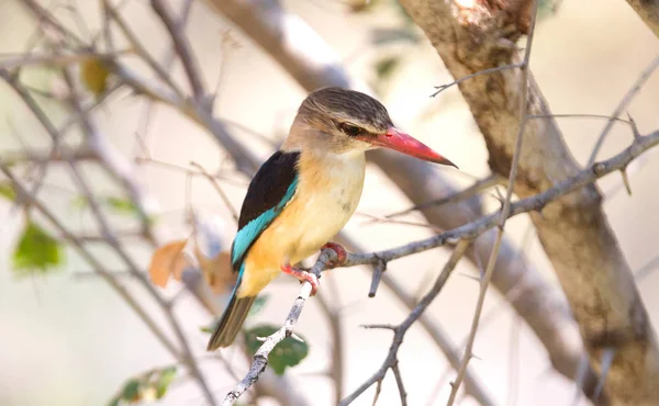 Marrón Heade Kingfisher Sentado Árbol Namibia —  Fotos de Stock