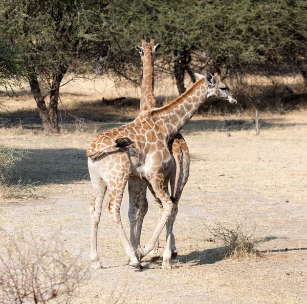 Två Unga Giraffer Giraffa Camelopardalis Namibia — Stockfoto