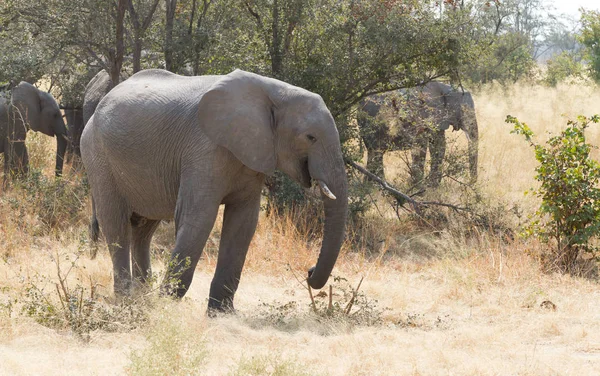 Elefante Africano Loxondota Africana Che Mangia Primo Piano Namibia — Foto Stock