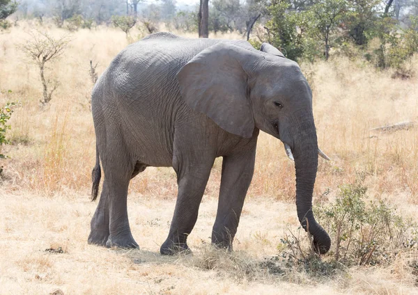 Αφρικανικός Ελέφαντας Loxondota Africana Τρώει Closeup Ναμίμπια — Φωτογραφία Αρχείου