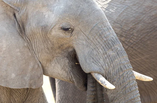 Elefante Africano Loxondota Africana Comiendo Primer Plano Namibia — Foto de Stock
