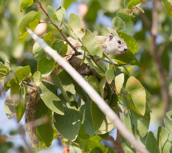 树松鼠 Paraxerus Cepapi 坐在一棵树上 博茨瓦纳 — 图库照片