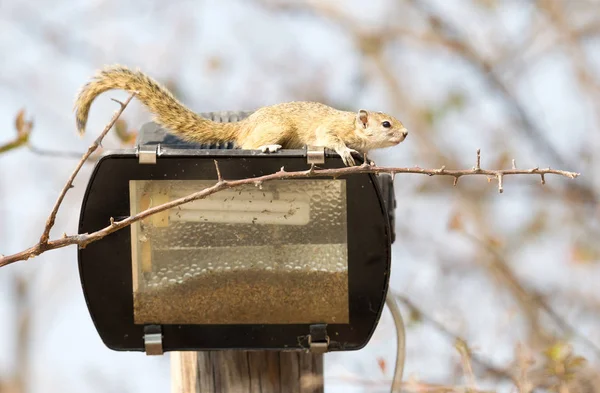 Esquilo Árvore Paraxerus Cepapi Sentado Alto Botsuana — Fotografia de Stock