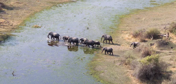 Семейство Слонов Пересекающих Воду Дельте Окаванго Ботсвана Снимок Воздуха — стоковое фото