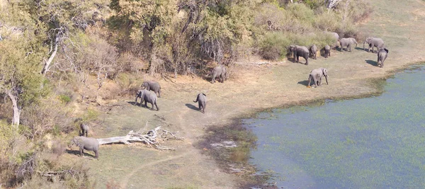 Elephants Okavango Delta Botswana Aerial Shot — Stock Photo, Image