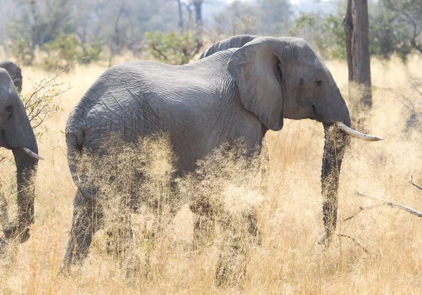 Elefante Africano Loxondota Africana Che Mangia Primo Piano Namibia — Foto Stock