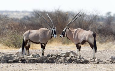 Oryx bir ziyarette200 Kalahari Çölü, Botsvana