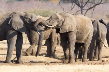 Sarılma, tabiatı Namibya Afrika filleri (loxodonta africana)