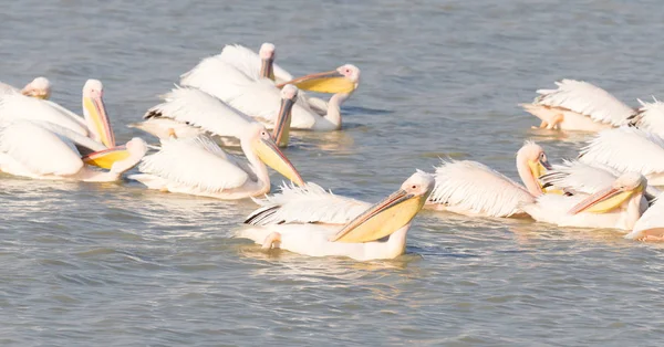 Pelicani Roz Pelecanus Rufescens Makgadikgadi Botswana — Fotografie, imagine de stoc