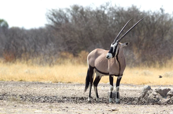 Oryx Napajedla Pouště Kalahari Botswana — Stock fotografie