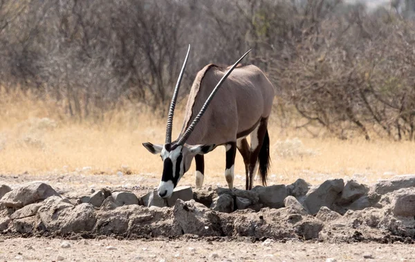 Oryx Buraco Água Deserto Kalahari Botsuana — Fotografia de Stock