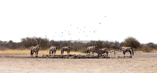 Oryx Pozo Agua Desierto Kalahari Botswana —  Fotos de Stock