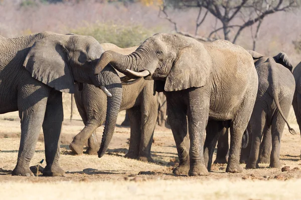 Африканские Слоны Loxodonta Africana Обнимаются Заповедник Намибии — стоковое фото