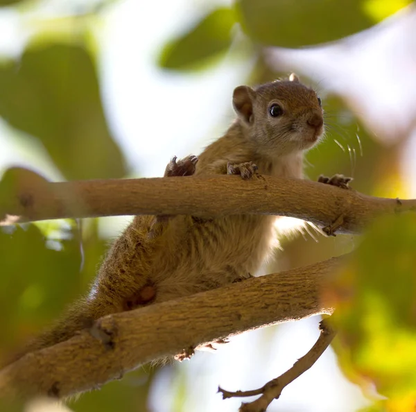 Esquilo Árvore Paraxerus Cepapi Uma Árvore — Fotografia de Stock