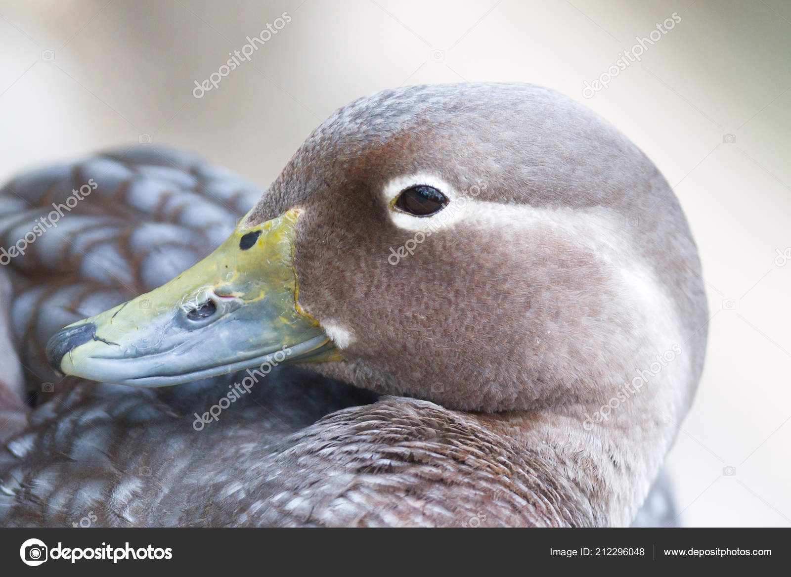 Close Brown Duck Selective Focus Eye Stock Photo