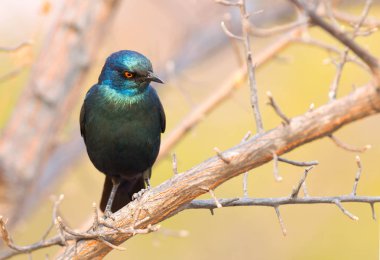Bir Cape Glossy Starling 'in (Lamprotornis nitens) yakın çekimi, Botswana