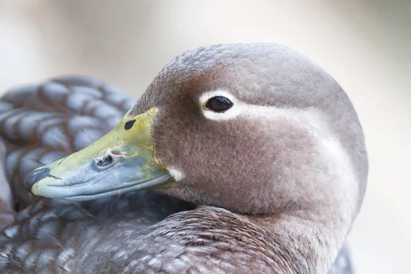 Gros Plan Canard Brun Focus Sélectif Sur Œil — Photo