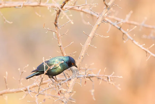 Nahaufnahme Eines Cape Glossy Star Lamprotornis Nitens Botswana — Stockfoto