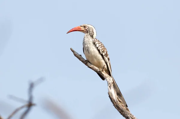 Hornbill Faturado Vermelho Tockus Erythrorhynchus Uma Árvore — Fotografia de Stock