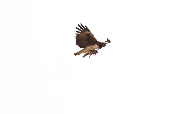 それの好みの食事 ジリス カラハリ ボツワナで飛んでソウゲンワシ — ストック写真