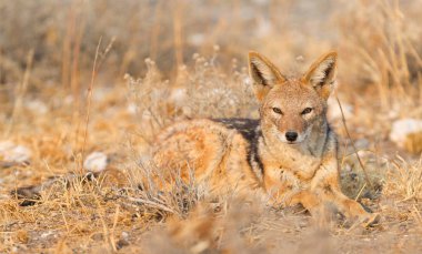 Siyah çakal (Canis mesomelas) sabah güneşin Kalahari, Botsvana destekli