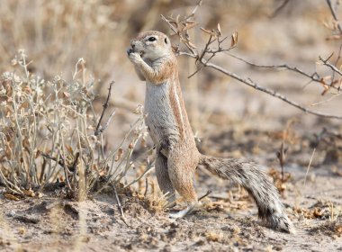 Cape sincap (xerus inauris) Kalahari'de zemin.