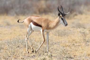 Springbok antilobu (Antidorcas marsupialis) doğal habitatında bulunur - Botswana