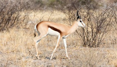 Springbok antilobu (Antidorcas marsupialis) doğal habitatında bulunur - Botswana