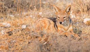 Siyah çakal (Canis mesomelas) sabah güneşin Kalahari, Botsvana destekli