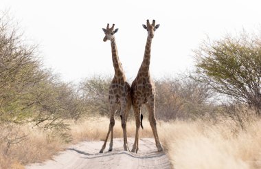 İki zürafa road, Kalahari - Botsvana engelleme