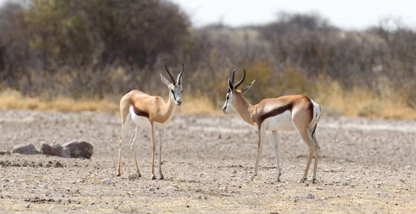 Springbok Antilop Antidorcas Marsupialis Természetes Élőhelyén Botswana — Stock Fotó