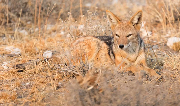 Czarny Kopii Szakala Canis Mesomelas Rannym Słońcu Kalahari Botswana — Zdjęcie stockowe