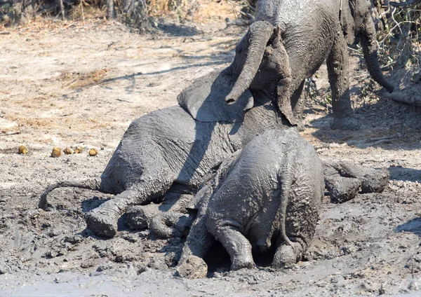 Ternero Elefante Tomando Baño Lodo Moremi Botswana — Foto de Stock