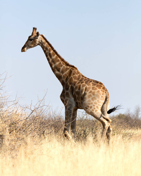 Single adult giraffe in the Kalahari - Botswana