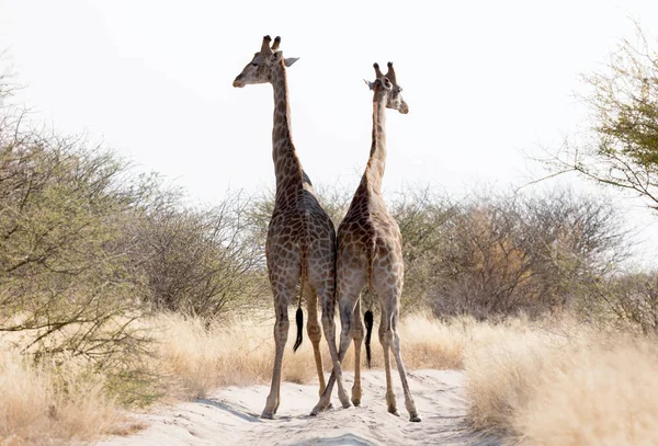 Dos Jirafas Bloqueando Camino Kalahari Botswana —  Fotos de Stock