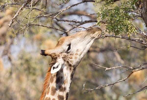 Girafe Giraffa Camelopardalis Mangeant Des Feuilles Fraîches Arbre — Photo