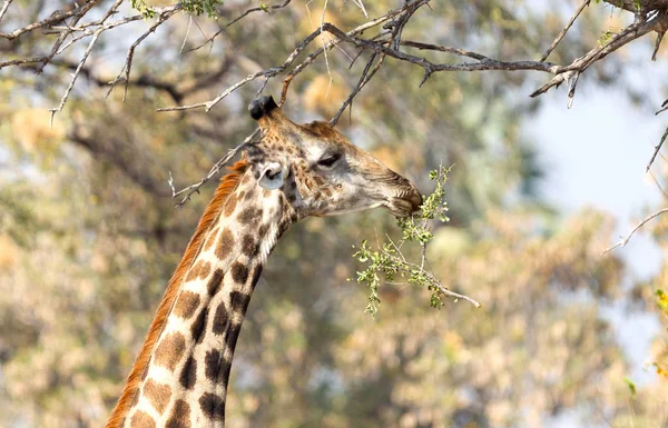 Jirafa Giraffa Camelopardalis Comiendo Hojas Frescas Árbol —  Fotos de Stock