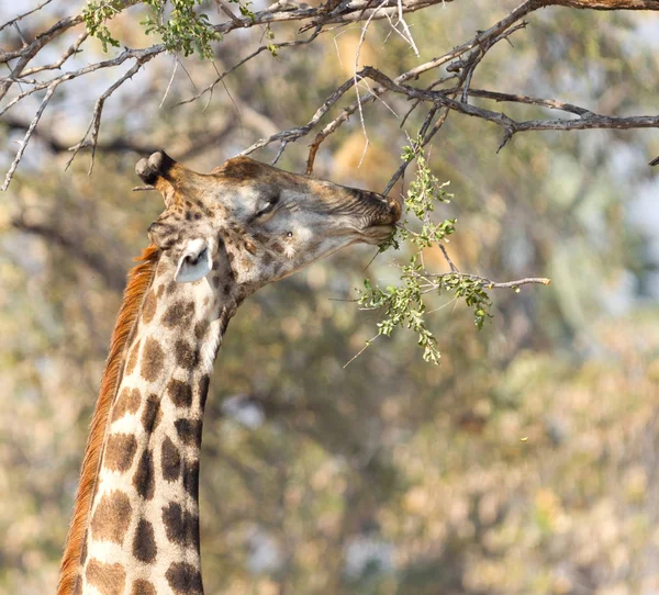 Żyrafa Giraffa Camelopardalis Jedząca Świeże Liście Drzewa — Zdjęcie stockowe