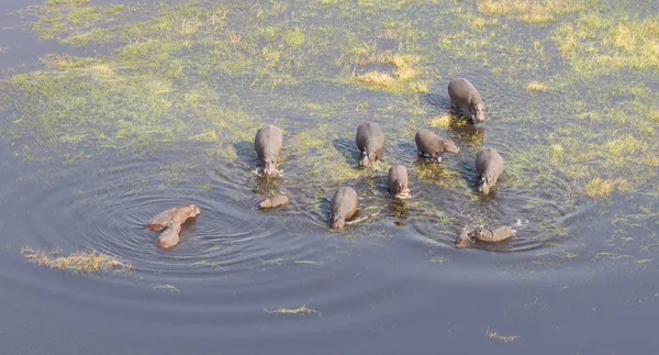 Αεροφωτογραφία Της Ιπποπόταμος Amphibius Hippopotamus Μέσα Στο Νερό Οκαβάνγκο Μποτσουάνα — Φωτογραφία Αρχείου