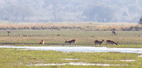 Lechwe Vermelho Kobus Leche Perto Água Namíbia — Fotografia de Stock