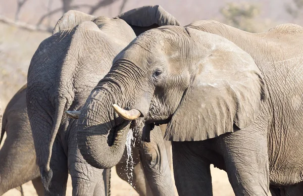 Aantal Afrikaanse Olifanten Een Waterput Namibië — Stockfoto