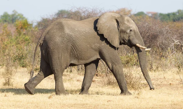 Elefante Africano Luce Dorata Namibia — Foto Stock