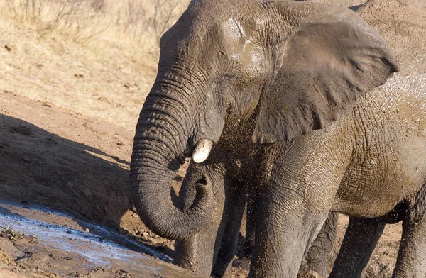 Elefante Africano Loxodonta Africana Pozo Agua Namibia — Foto de Stock