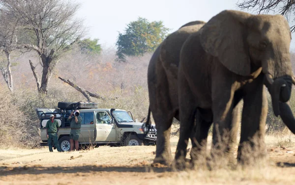 Divundu Namibia Agosto 2018 Fotografo Professionista Che Fotografa Elefante Africano — Foto Stock