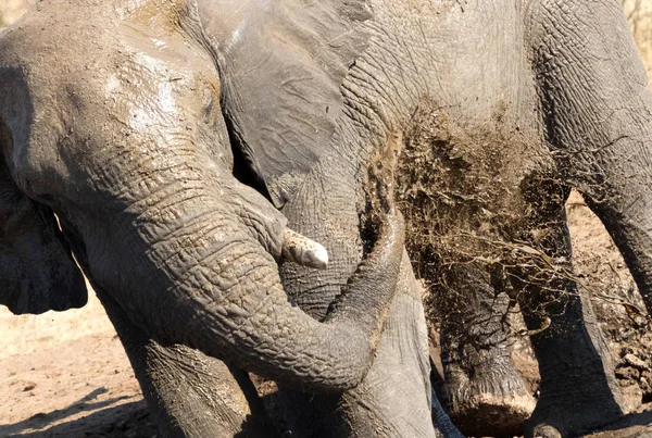 Grupo Elefantes Africanos Pozo Agua Namibia — Foto de Stock