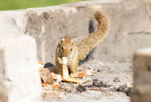 Boom Eekhoorn Paraxerus Cepapi Eten Overgebleven Brood Namibië — Stockfoto