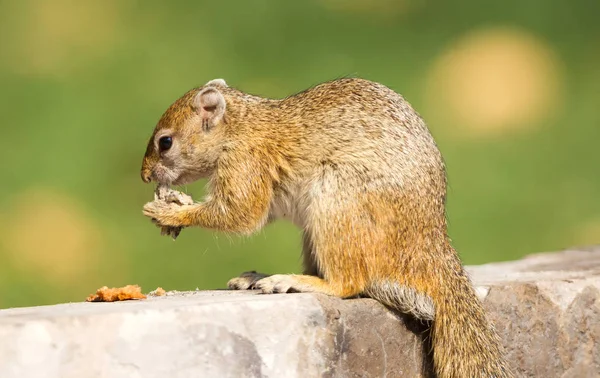 树松鼠 Paraxerus Cepapi 吃剩的面包 纳米比亚 — 图库照片