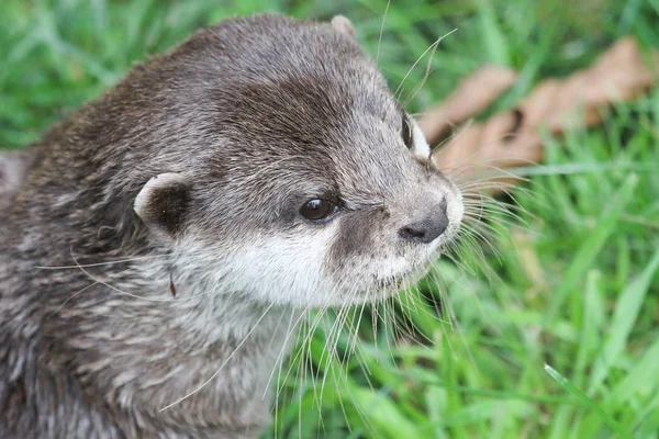 Otter Speelt Het Gras Holland — Stockfoto