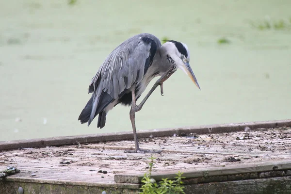 Great Blue Heron Berdiri Dalam Posisi Yang Lucu — Stok Foto