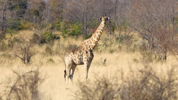 Pojedynczy Dorosłą Żyrafa Giraffa Camelopardalis Namibii — Zdjęcie stockowe